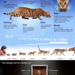 Bengal-Cat-Breed-Characteristics