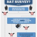bat-survey-flow-chart-infographic