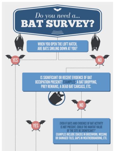 Do you need a Bat Survey?